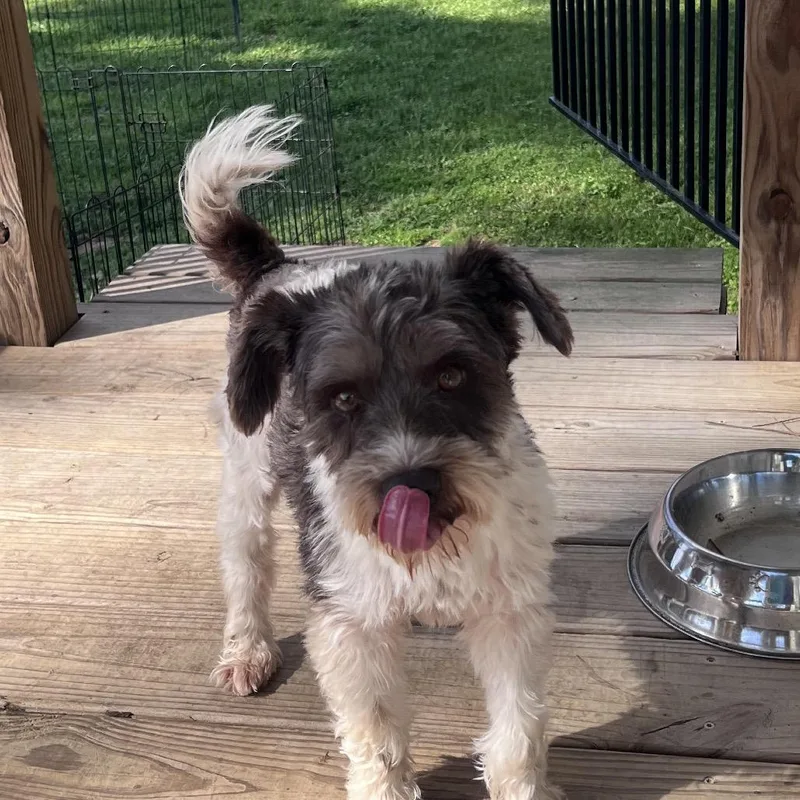 Brewster James thumbnail 2