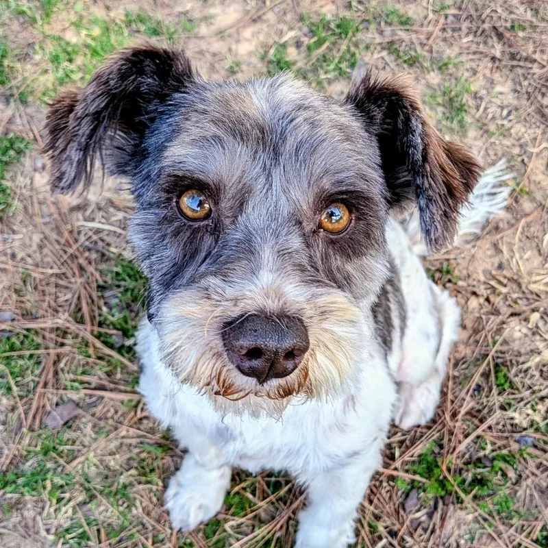 Brewster James thumbnail 3