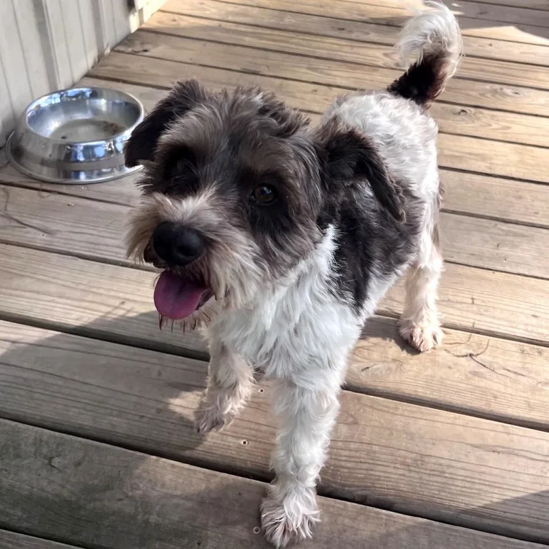 Brewster James thumbnail 4