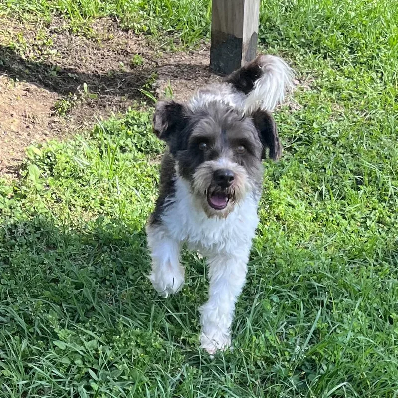 Brewster James thumbnail 5