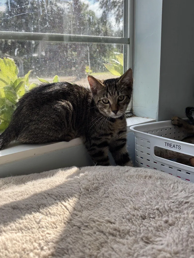 A baby medium-sized male Domestic Short Hair cat named Keebler for adoption in Naples, FL