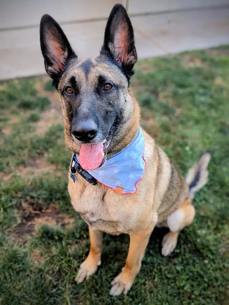 An adult large-sized male Brown / Chocolate German Shepherd Dog dog named Vincent for adoption in Walnut Creek, CA