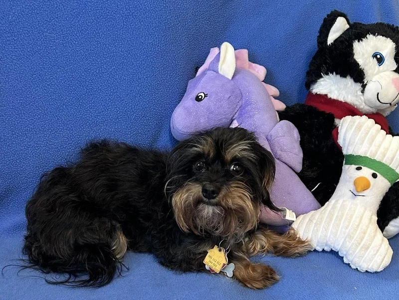 A young small-sized male Brown / Chocolate Shih Tzu dog named Tuffy for adoption in Cedartown, GA