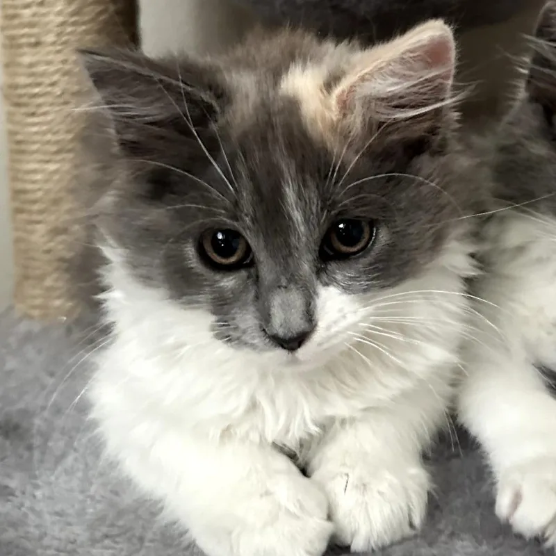 Fluffy