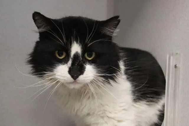 An adult small-sized male Turkish Van cat named Kendrick for adoption in Tucson, AZ