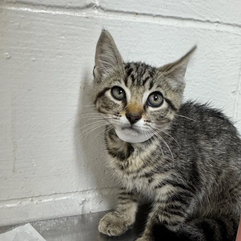 A baby small-sized female Gray / Blue / Silver American Shorthair cat named Binky for adoption in Birmingham, AL