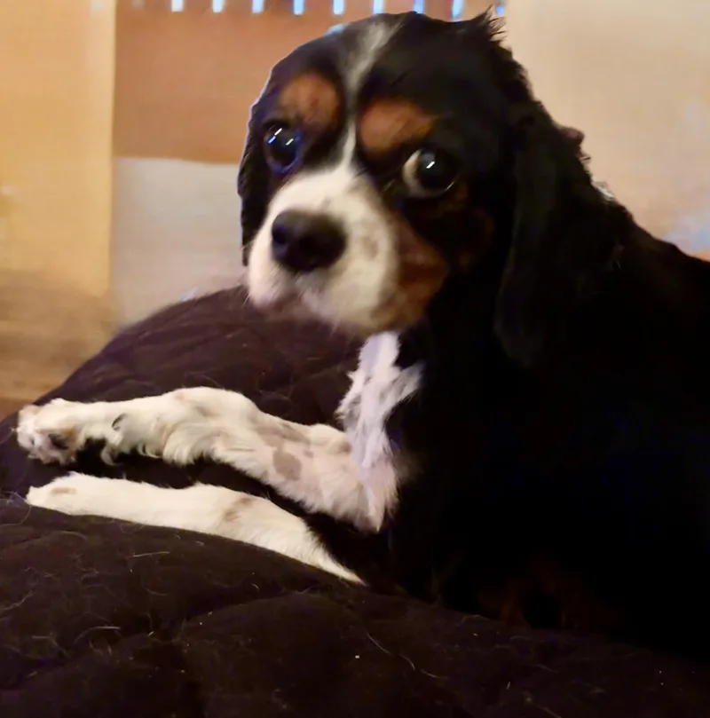 Otis