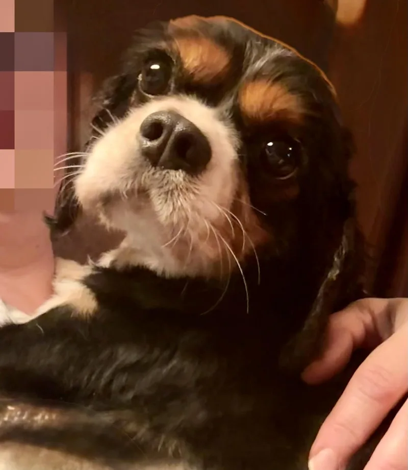 Otis thumbnail 3