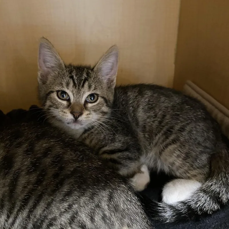 A baby small-sized male Brown / Chocolate Domestic Short Hair cat named Cypress for adoption in Washington Township, OH