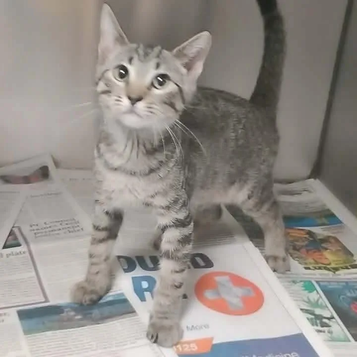 A baby small-sized male Gray / Blue / Silver Domestic Short Hair cat named Loki for adoption in Washington, DC