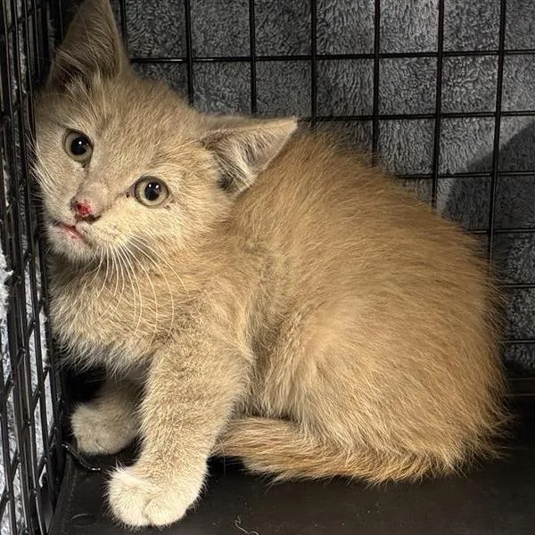 A baby small-sized male Gray / Blue / Silver Domestic Short Hair cat named Lysander for adoption in Pasadena, CA