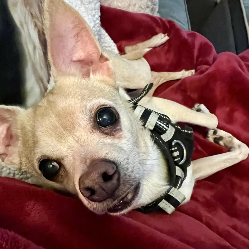 An adult small-sized male Yellow / Tan / Blond / Fawn Chihuahua dog named Isaac for adoption in Pelham, NH