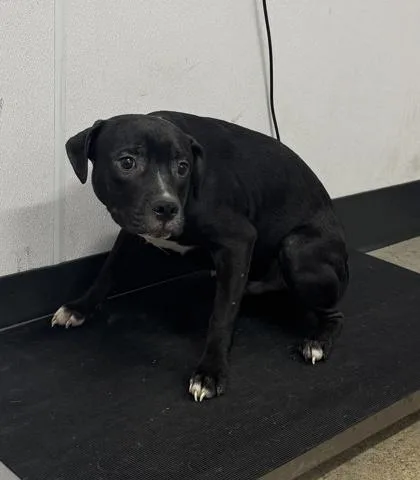 A baby medium-sized male Black Pit Bull Terrier dog named Gadget for adoption in Cleveland, OH