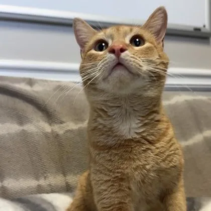 Bartholomew thumbnail 2