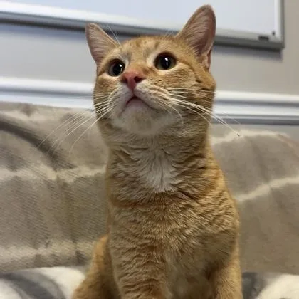 Bartholomew thumbnail 3