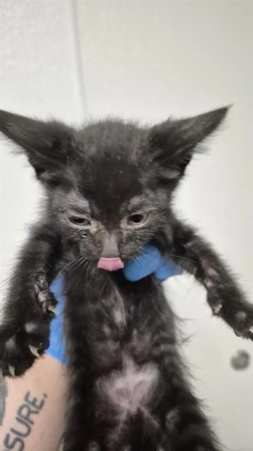A baby small-sized male Domestic Short Hair cat named Franky for adoption in Bakersfield, CA