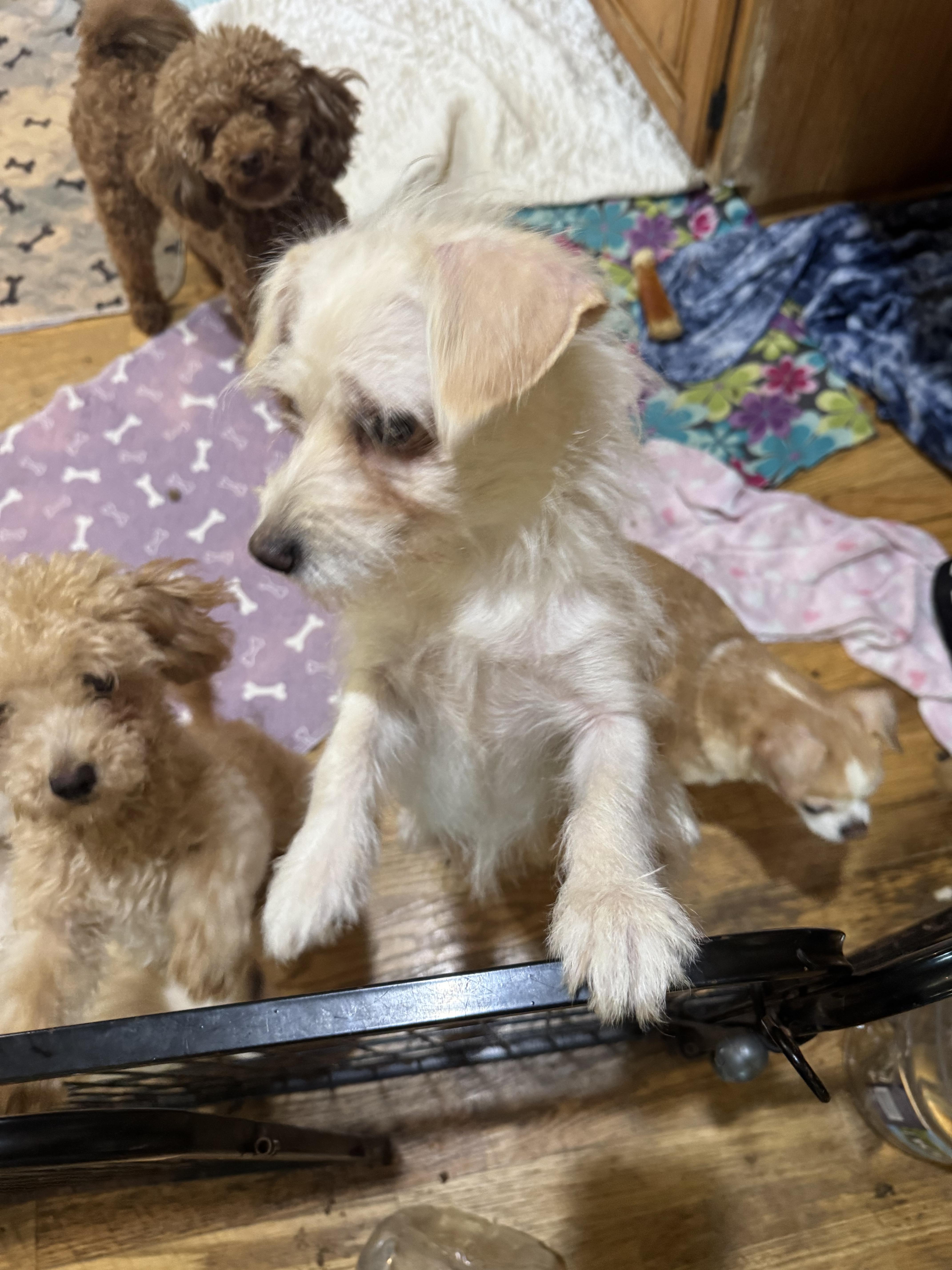 A young small-sized female Maltese dog named Milly for adoption in Glenwood City, WI