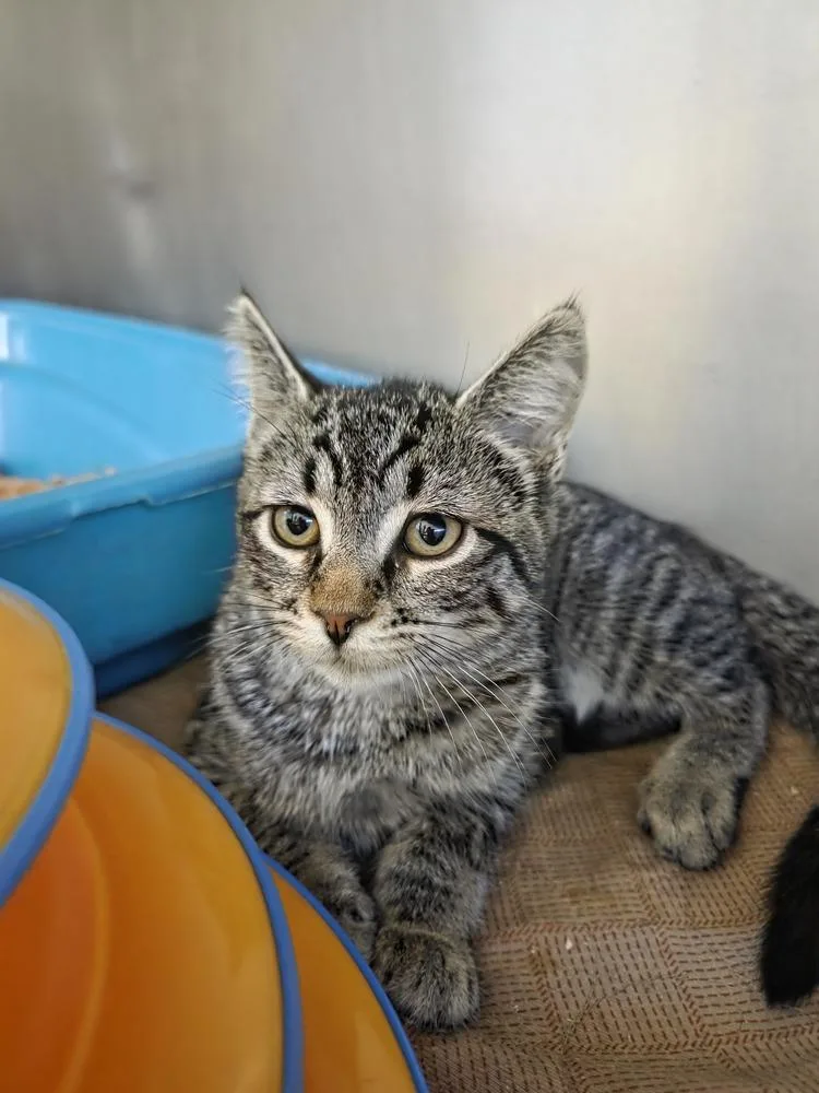 A baby small-sized female Black & White / Tuxedo Domestic Short Hair cat named Trix for adoption in Salmon, ID