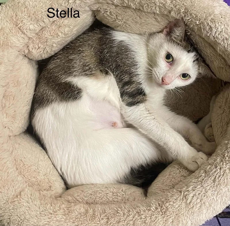Stella thumbnail 2