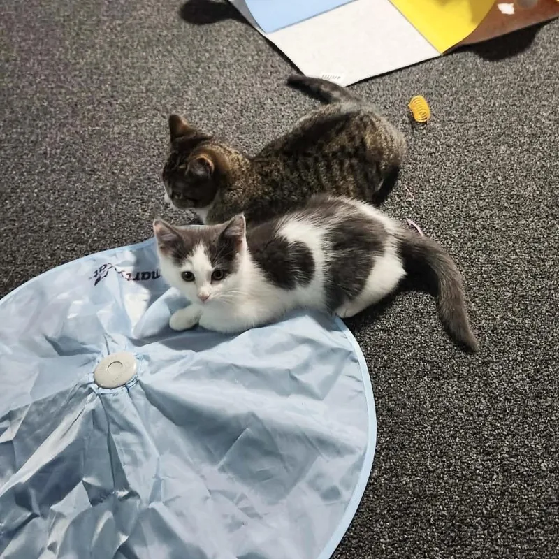 Deathbringer thumbnail 3