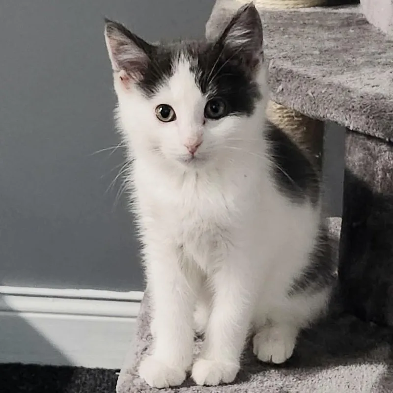 Deathbringer thumbnail 4