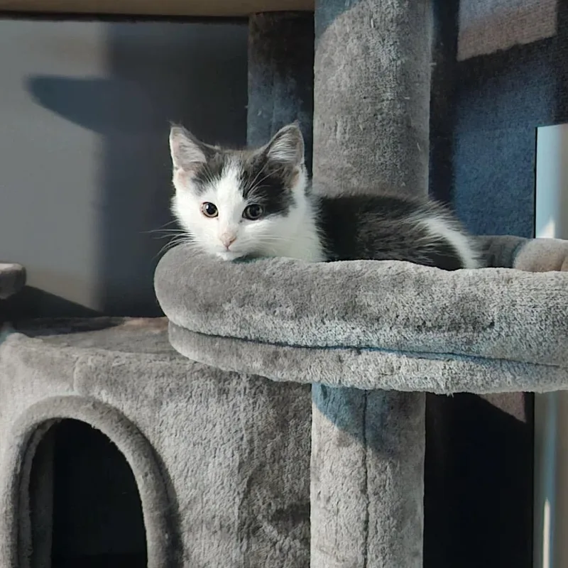 Deathbringer thumbnail 5