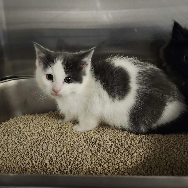 Deathbringer thumbnail 6