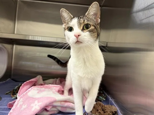 A young large-sized female Domestic Short Hair cat named Kiwi for adoption in Auburn, CA