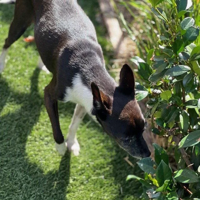 A senior medium-sized female Chihuahua dog named Pinky for adoption in Burlingame, CA