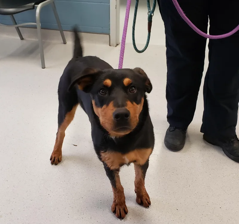 A young medium-sized male Black Hound dog named Bingo for adoption in Allen, TX