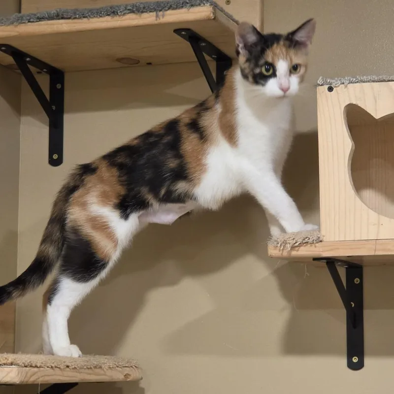 An adult medium-sized female Calico Domestic Short Hair cat named Dolly Pawton for adoption in Tipton, IN