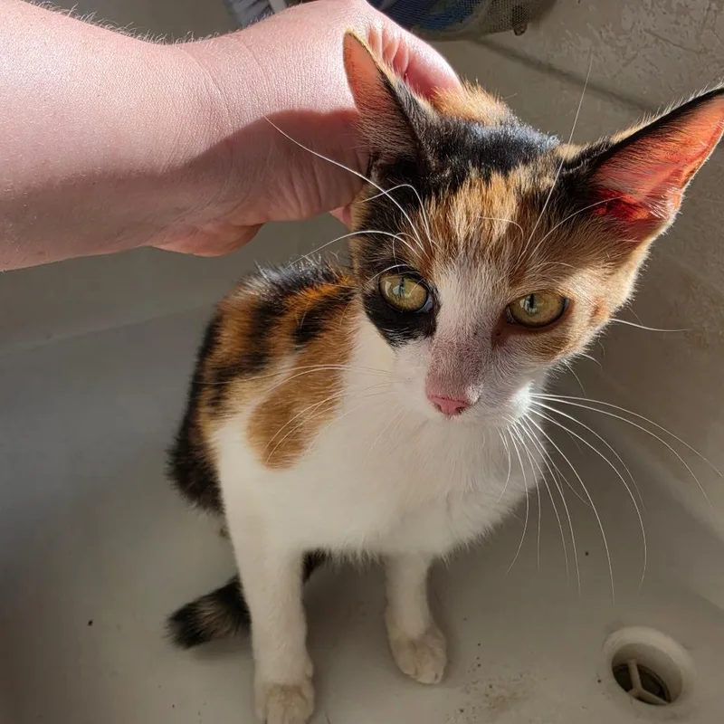 Dolly Pawton thumbnail 2