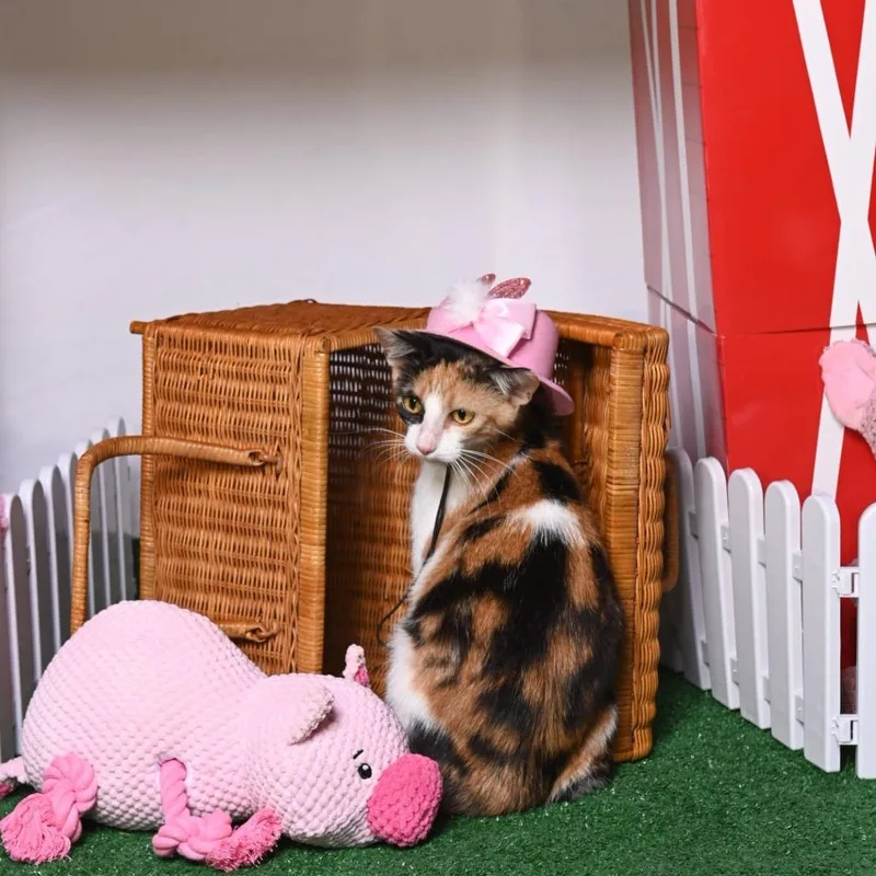 Dolly Pawton thumbnail 3