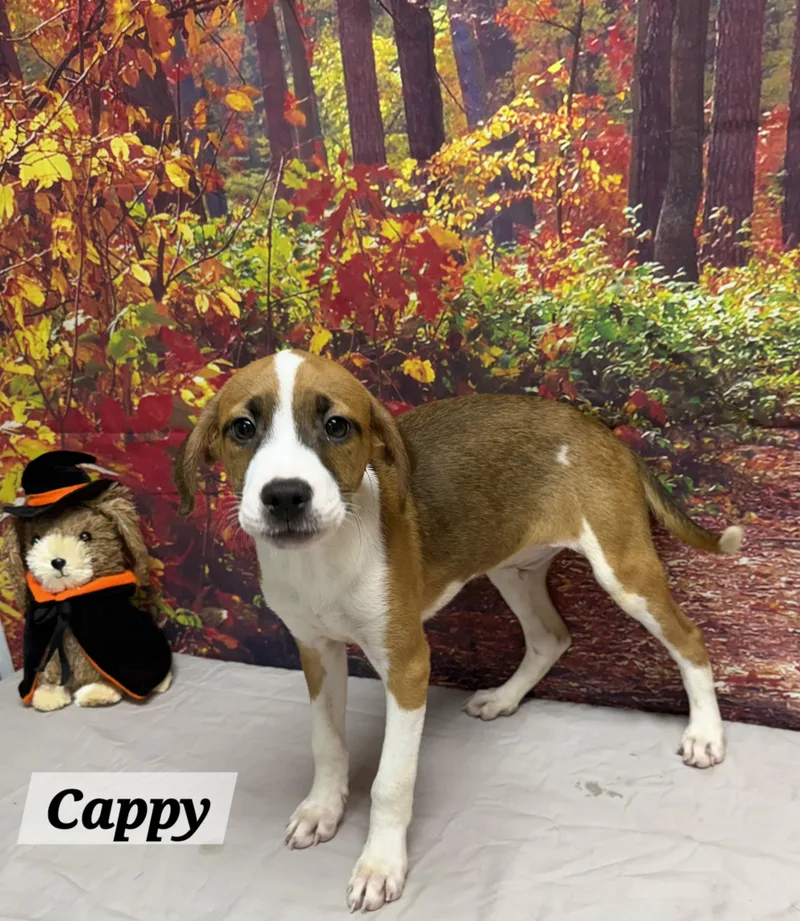 A baby medium-sized male Yellow / Tan / Blond / Fawn Mixed Breed dog named Cappy for adoption in Urbana, OH