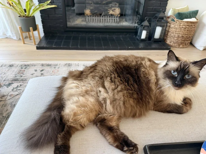 A senior medium-sized female Siamese cat named Charlie Rose for adoption in Laguna Niguel, CA