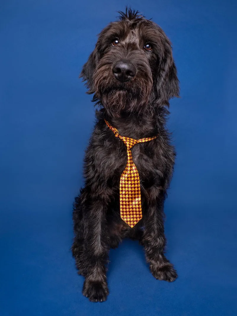 A baby medium-sized male Golden Retriever dog named Whoopie Cushion for adoption in Palo Alto, CA