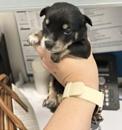 A baby medium-sized female Belgian Shepherd / Malinois dog named Olive for adoption in Houston, TX