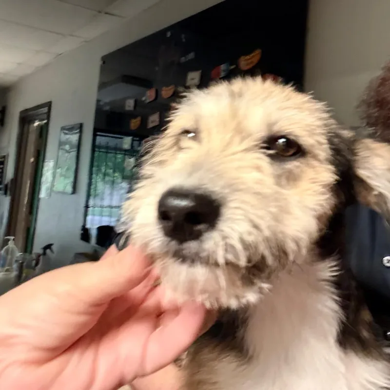 A baby medium-sized female Yellow / Tan / Blond / Fawn Schnauzer dog named Maddie for adoption in Bryan, TX