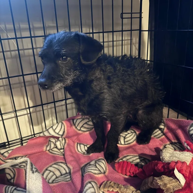 An adult medium-sized female Black Terrier dog named Turner for adoption in Salt Lake City, UT