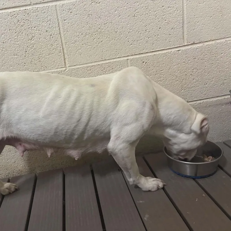 A baby medium-sized male White / Cream American Staffordshire Terrier dog named Chester for adoption in Fairfax Station, VA