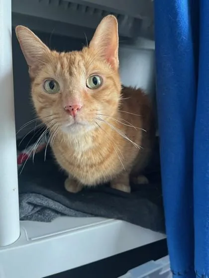 An adult small-sized male Domestic Short Hair cat named Rusty for adoption in Largo, FL