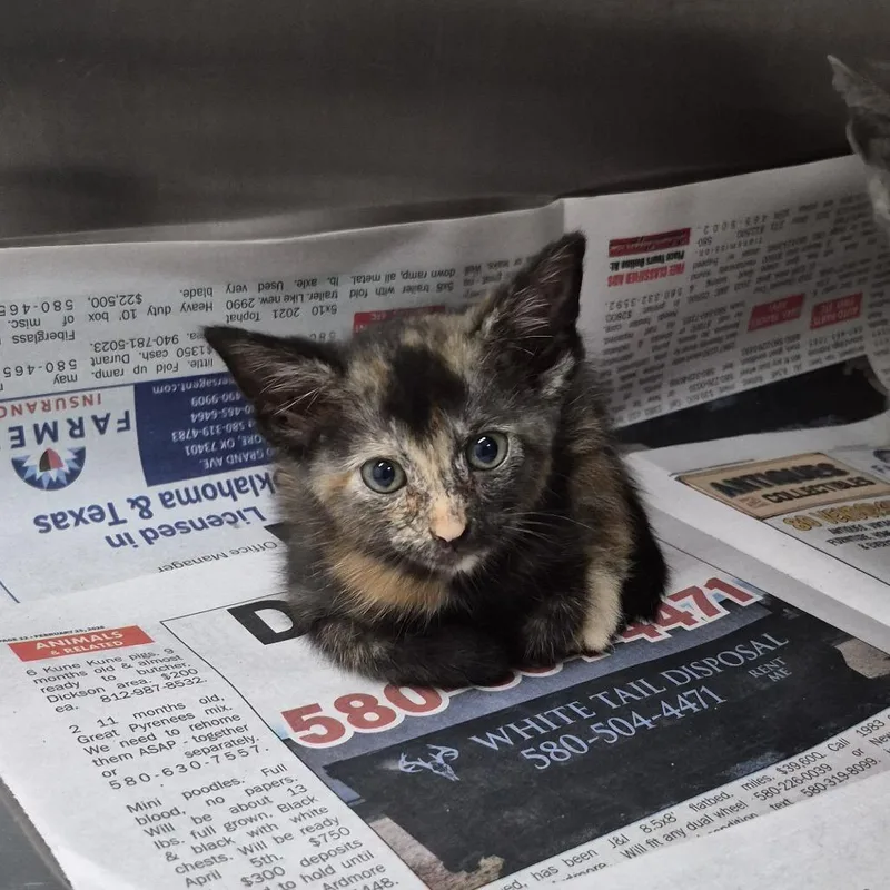 A baby small-sized female Black Domestic Short Hair cat named Swan for adoption in Ardmore, OK
