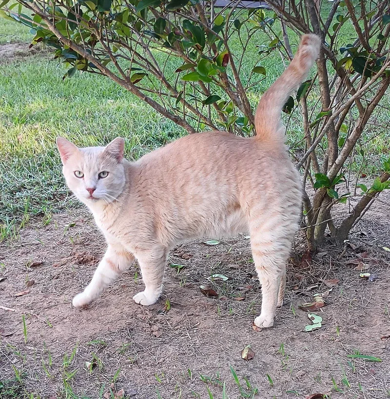 An adult large-sized male Buff / Tan / Fawn Domestic Short Hair cat named Big Hoss for adoption in Magnolia Springs, AL