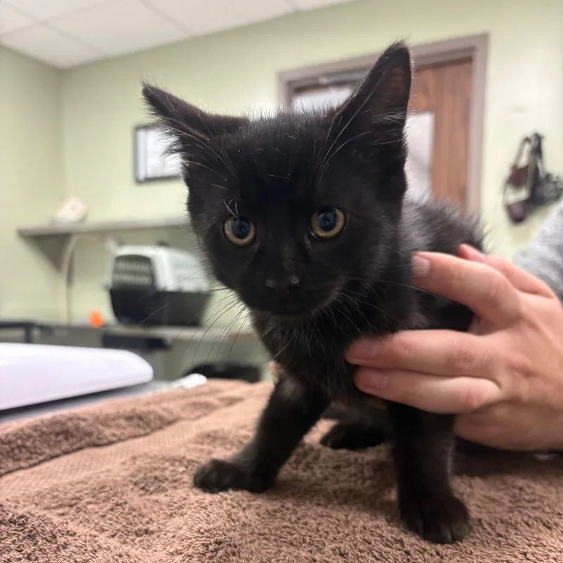 A baby small-sized male Domestic Short Hair cat named Otis Spalding Van Wirt for adoption in Binghamton, NY