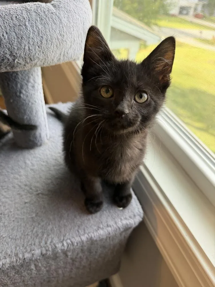 A baby small-sized male Black Domestic Short Hair cat named Doyle for adoption in Greensboro, NC
