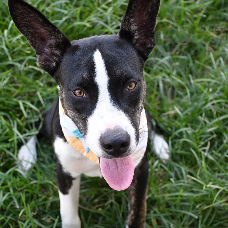 An adult medium-sized female Husky dog named Sapphire for adoption in Beaumont, TX