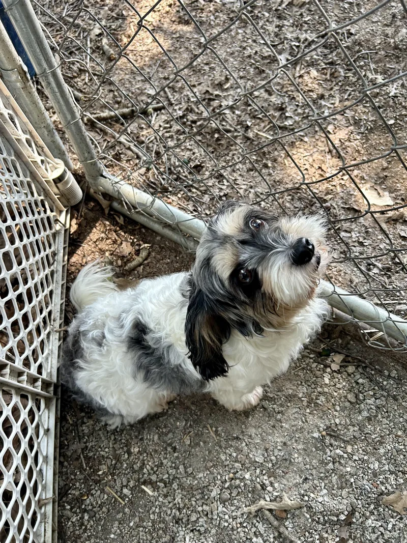 An adult small-sized male Lhasa Apso dog named Tippy for adoption in Hartwell, GA