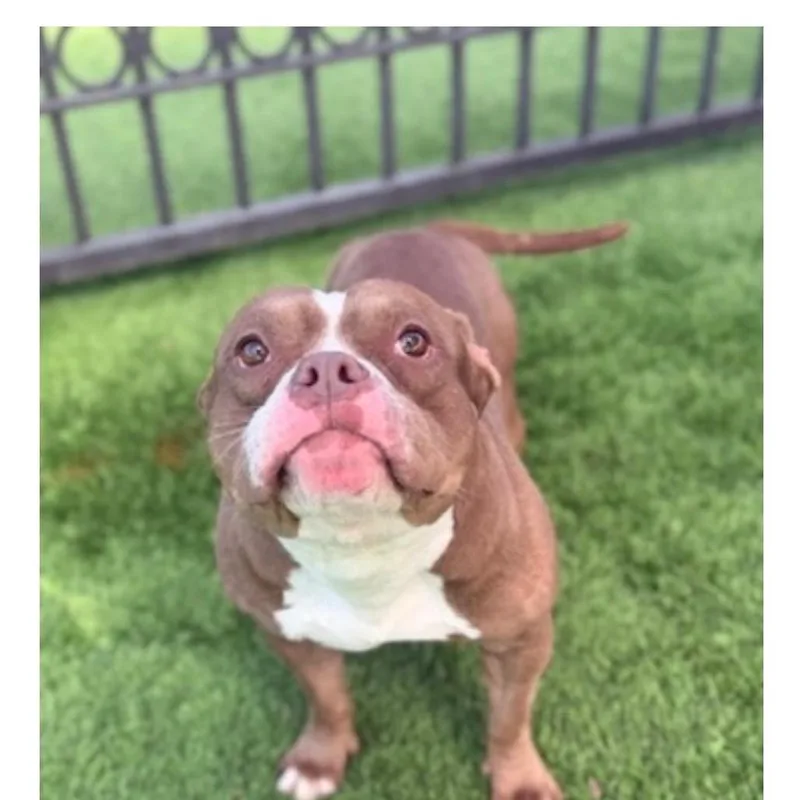 An adult medium-sized female Brown / Chocolate Pit Bull Terrier dog named Butterscotch for adoption in Tacoma, WA