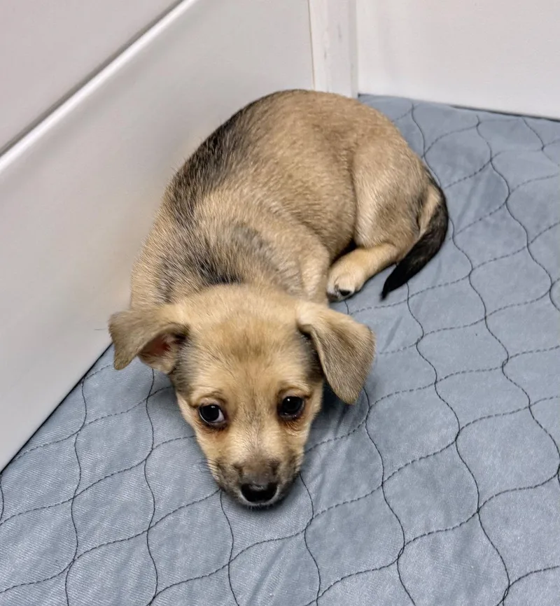 A baby small-sized female Corgi dog named Ivy for adoption in GILBERTS, IL