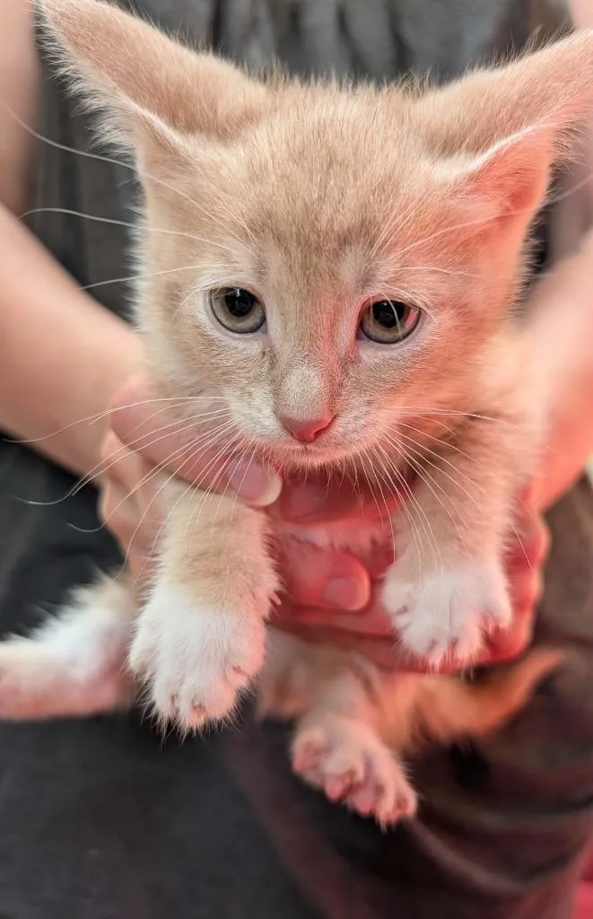 A baby medium-sized male Domestic Short Hair cat named Saffy for adoption in Pomona, NY